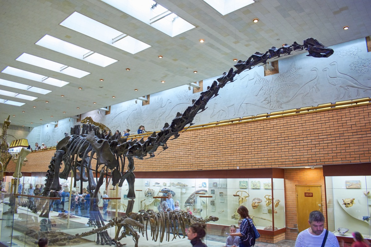 Side view of a brachiosaurus skeleton with a long, long neck.