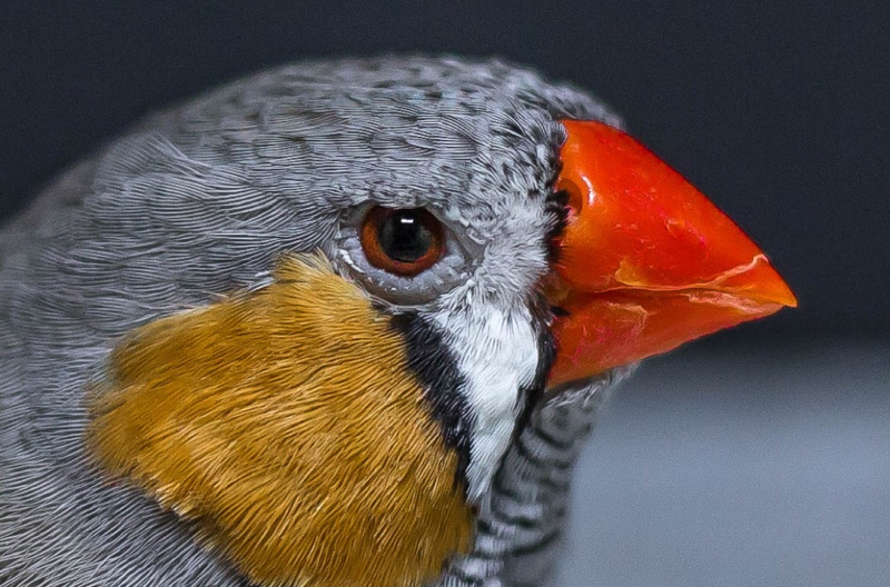 Practice Makes Perfect: How Song Birds Learn To Sing