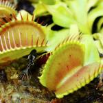 Venus Flytraps Are Even Creepier Than We Thought - The Atlantic