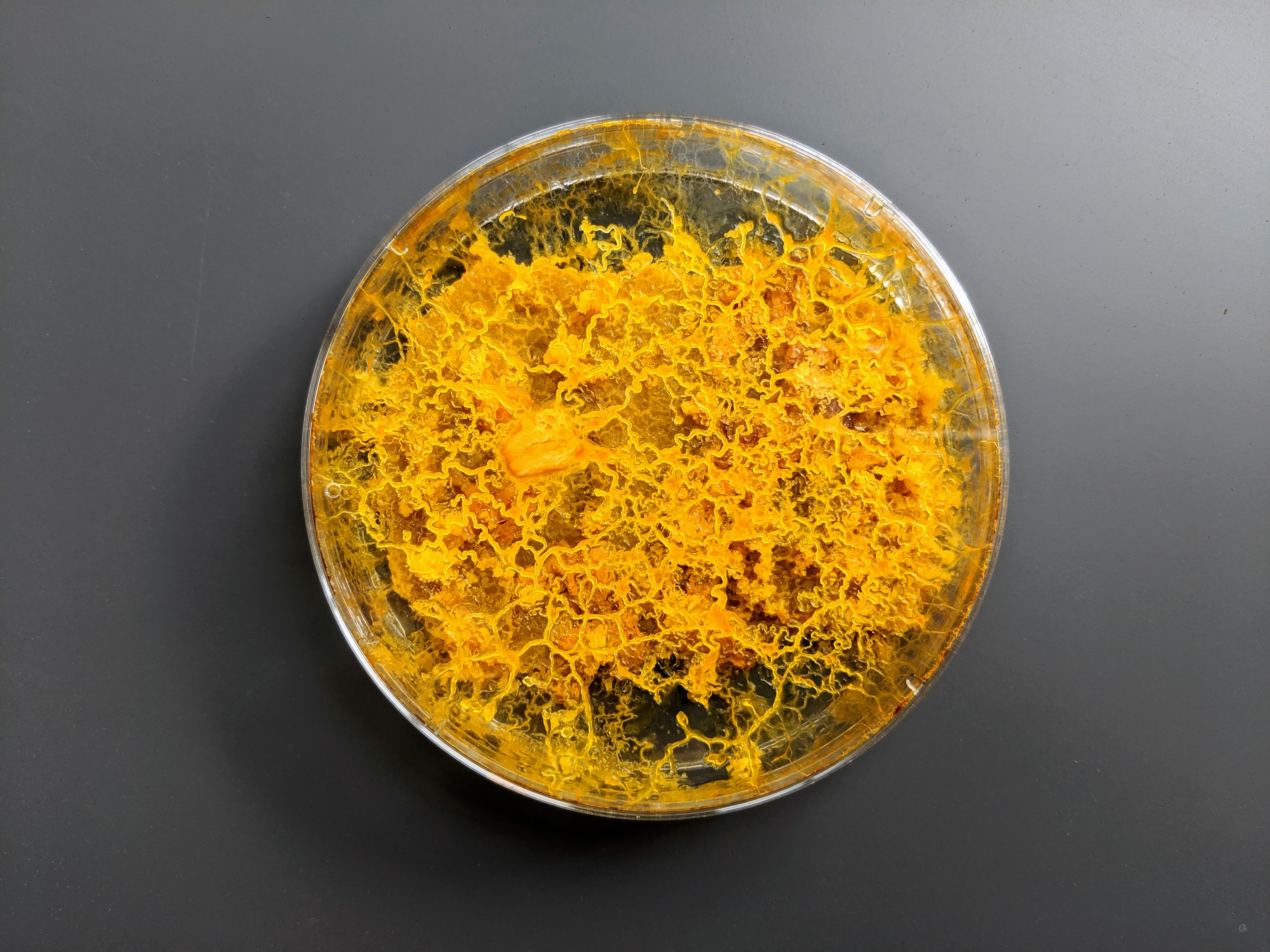 slime-mold-the-most-charismatic-single-cell-you-ll-meet-today