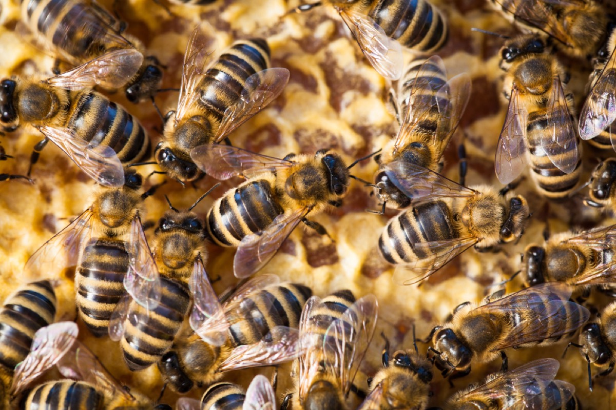 Why Are Honey Bee Colonies Collapsing?