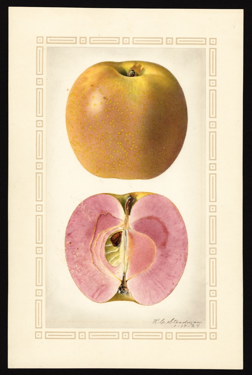 watercoloring of an apple with a purple, greenish skin. below it's shown sliced in half. it reveals pink flesh and its core