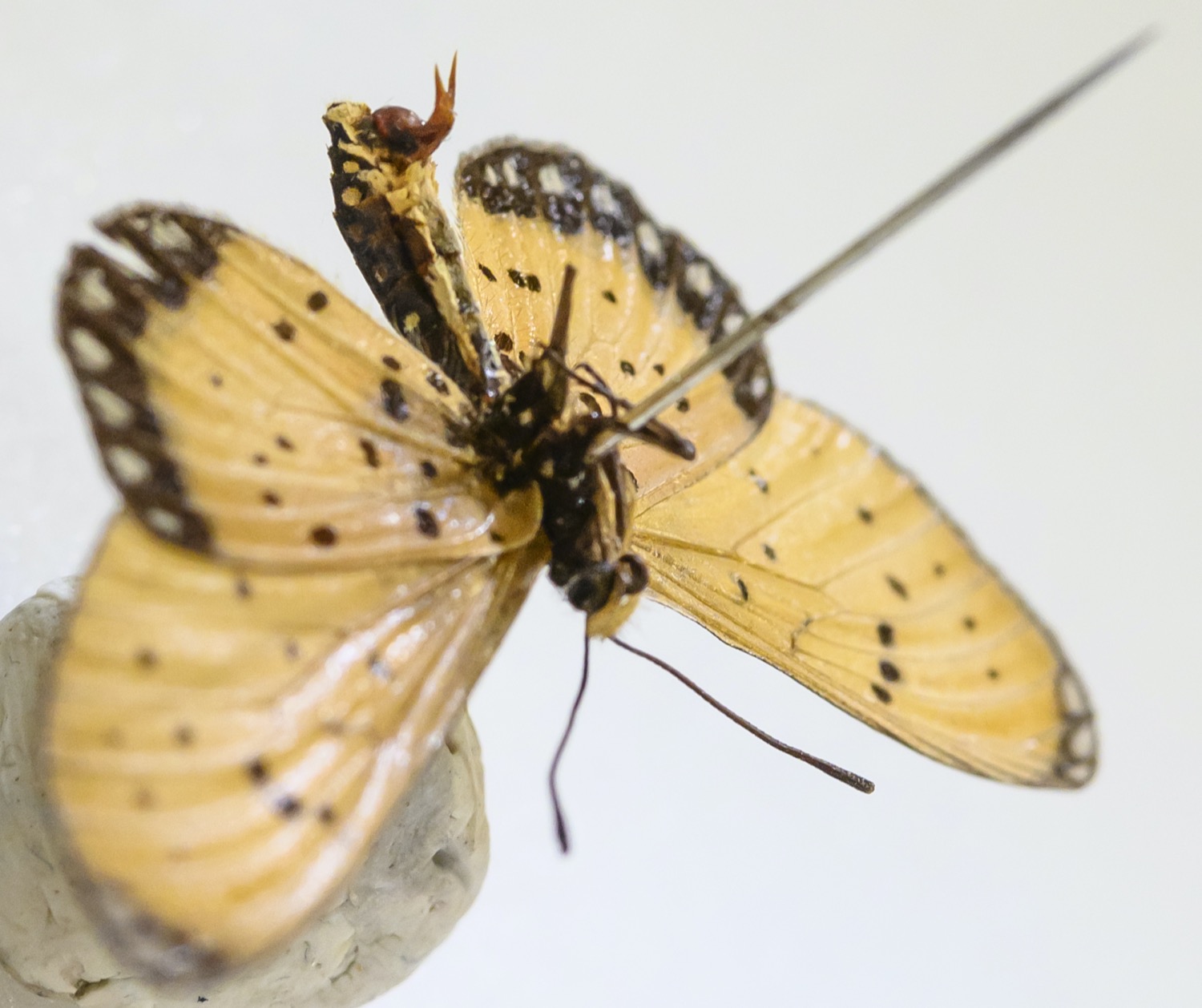 The Complicated Sex Lives Of Butterflies