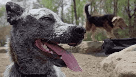 dog-park-low-res.gif