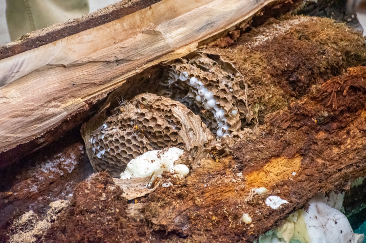 Scientists Remove Americas First Murder Hornet Nest 