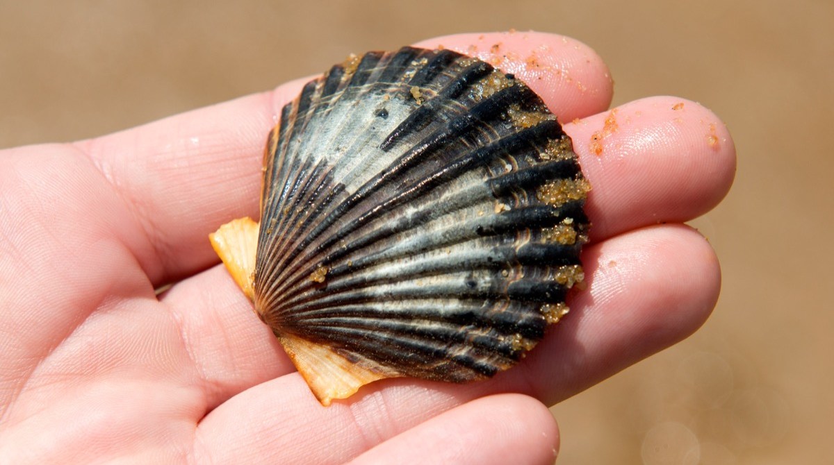a fanned sea shell in the palm of a person's hand