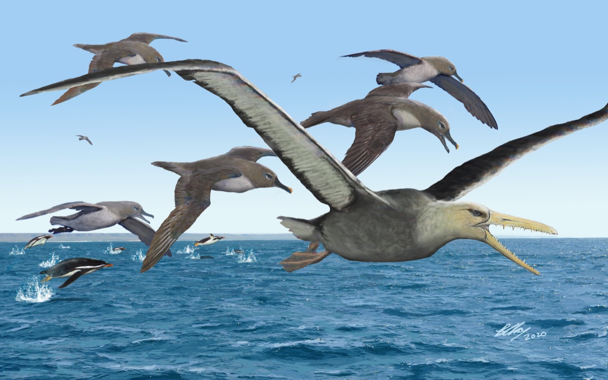 giant-toothed-birds-once-ruled-the-skies