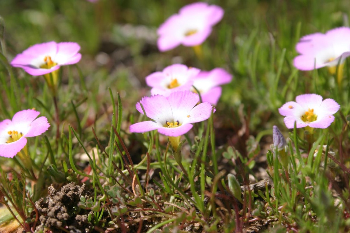 Where To Find Wildflowers? Experts Weigh In