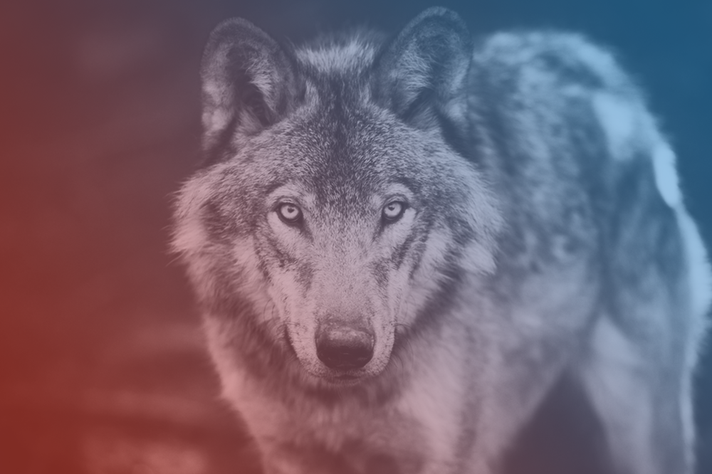 Wolf · Profile · Disqus