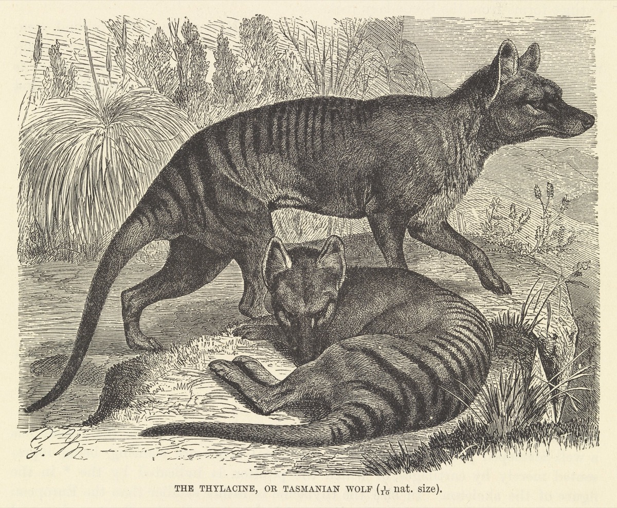 New Support for Some Extinct Tasmanian Tiger Sightings - The New York Times