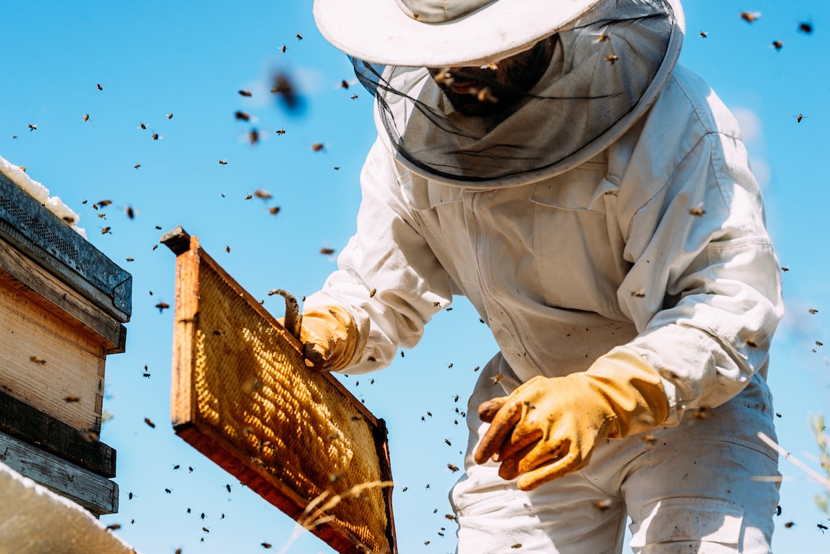 So You Wanna Be A Beekeeper?