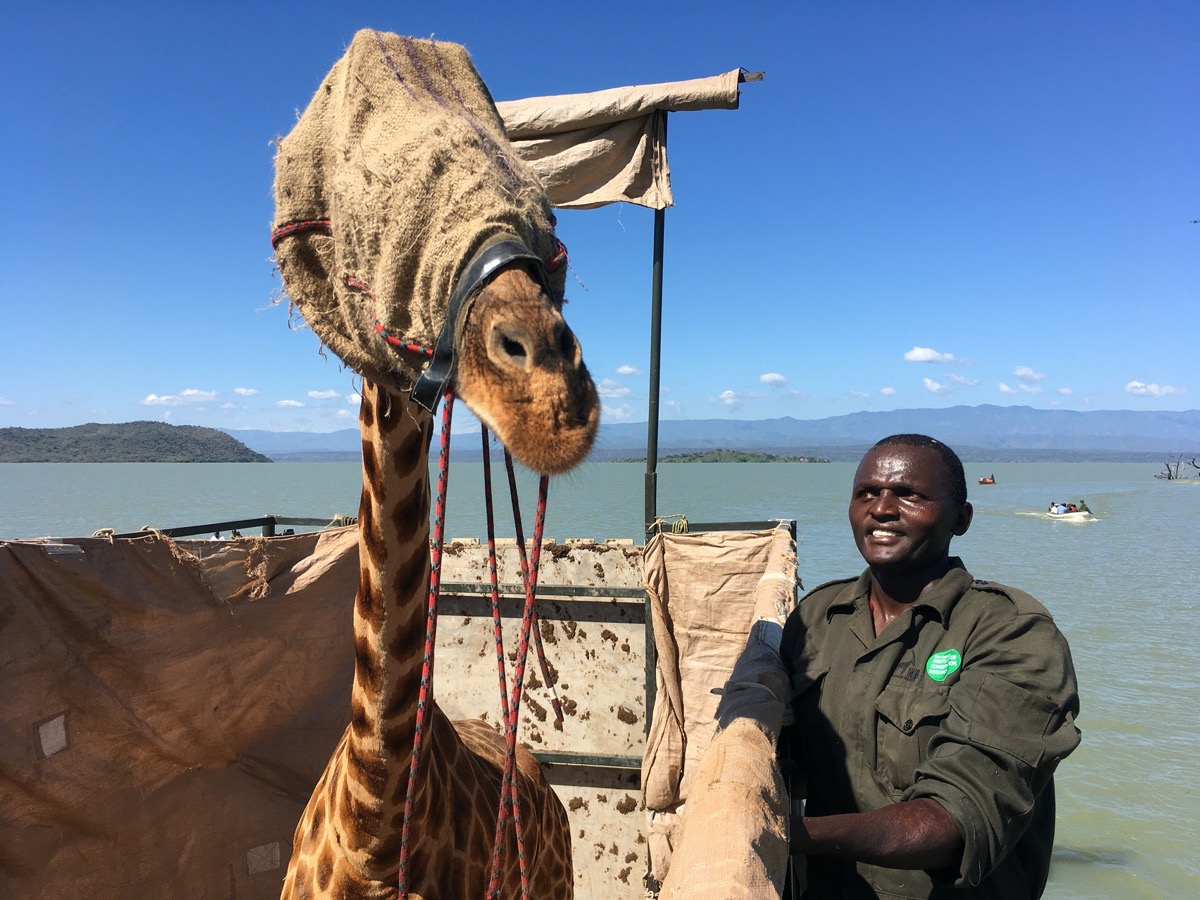 Floods Leave Kenya’s Giraffes High And Dry—And Facing Extinction