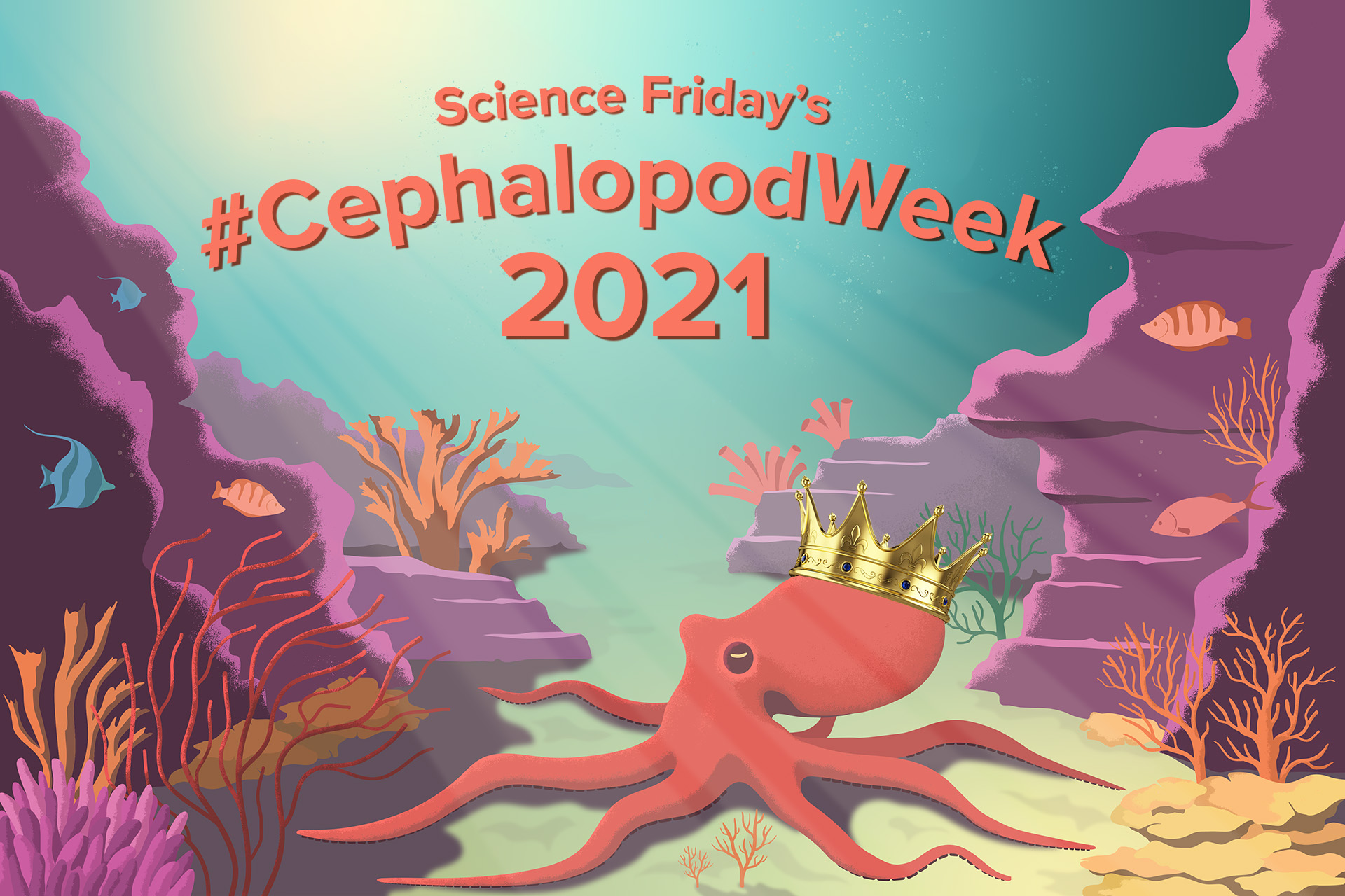 Crown 2021's Cephalopod Of The Year For CephalopodWeek
