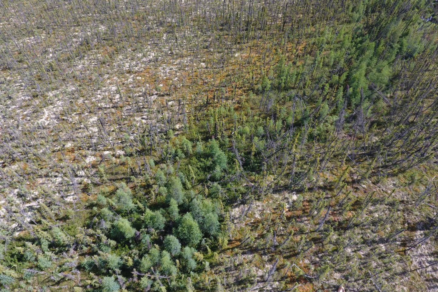 an aerial view of a stretch of woody forest that is thick in the middle but becomes more sparse going outward