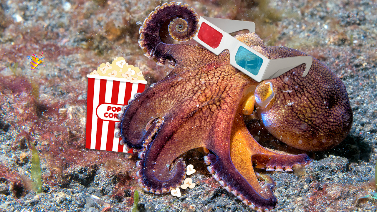 Choose Your Virtual Cephalopod Week Adventure!