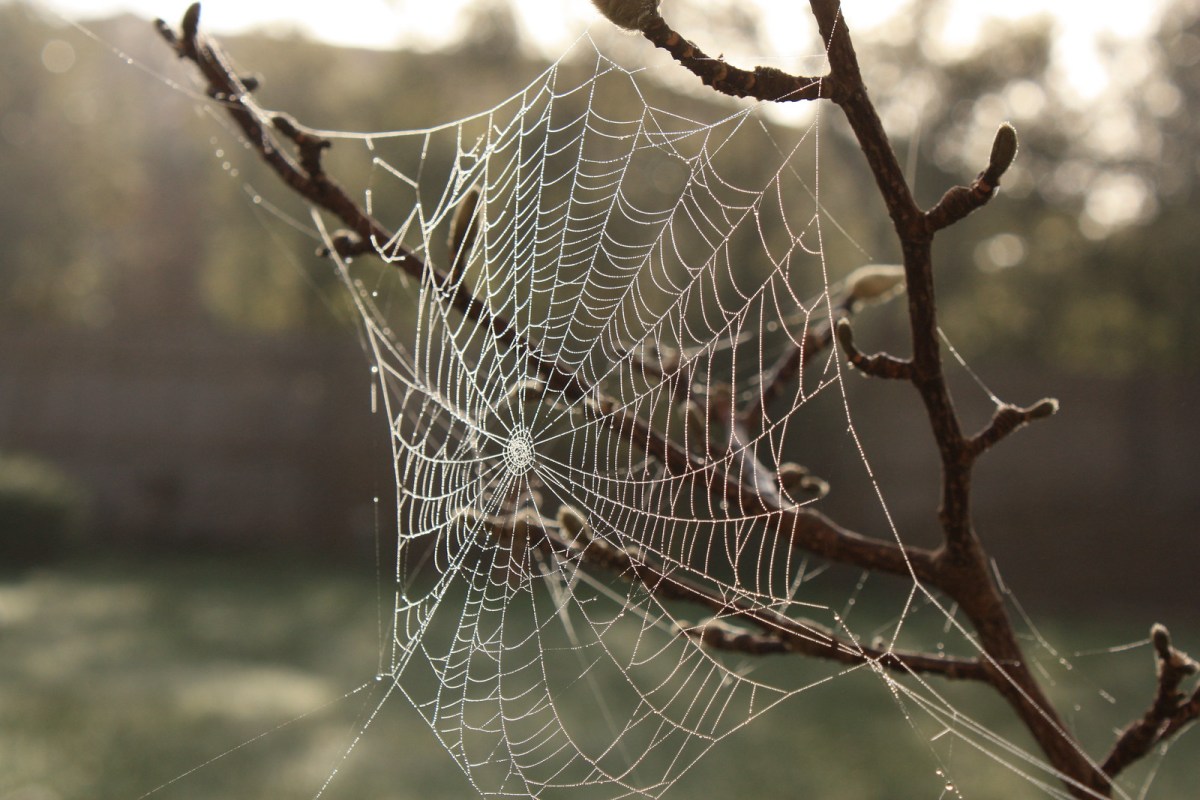 Spider Webs: A Tangled Spring Of Force And Energy