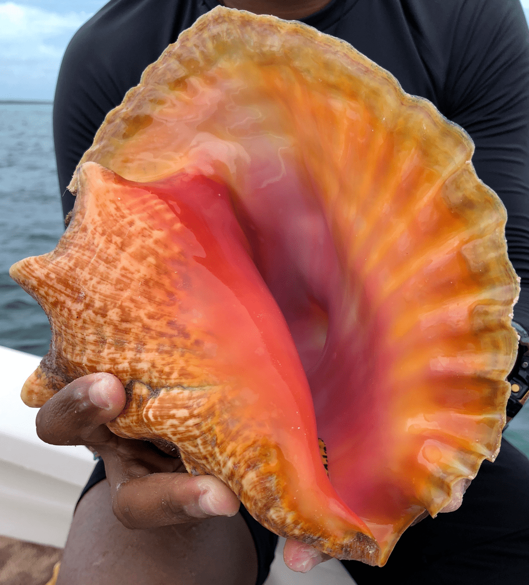 Listening To Seashells, An Oracle Of Ocean Health