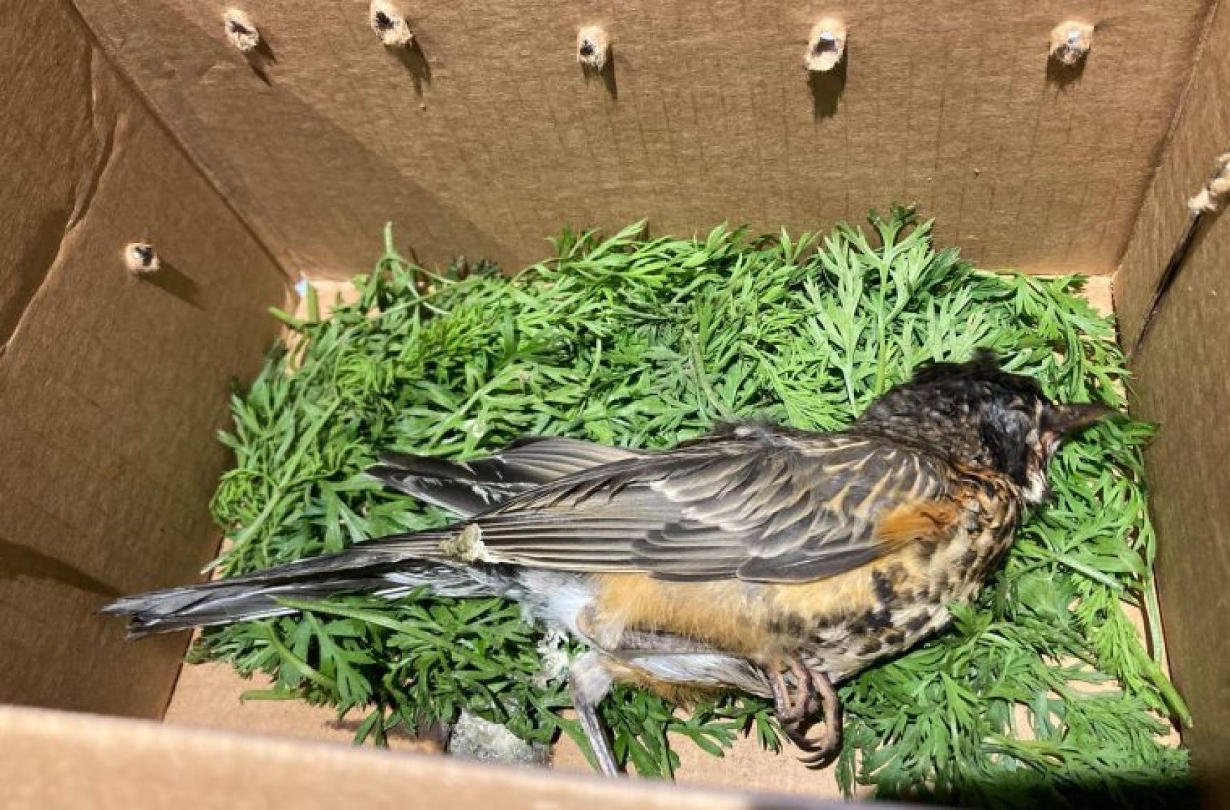 Reports Of Mysterious Bird Disease Decreasing In Pennsylvania