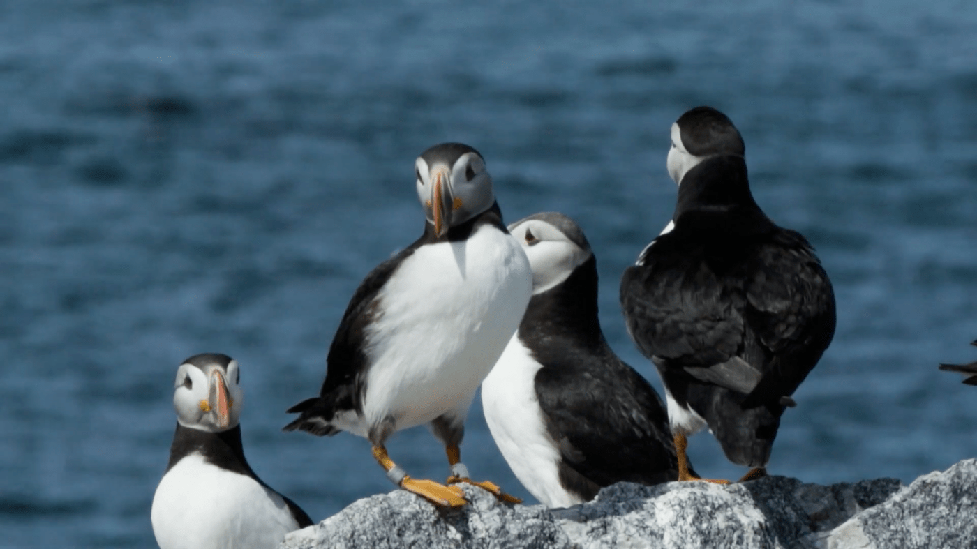 Maine puffins are rebounding and enjoying sand lance
