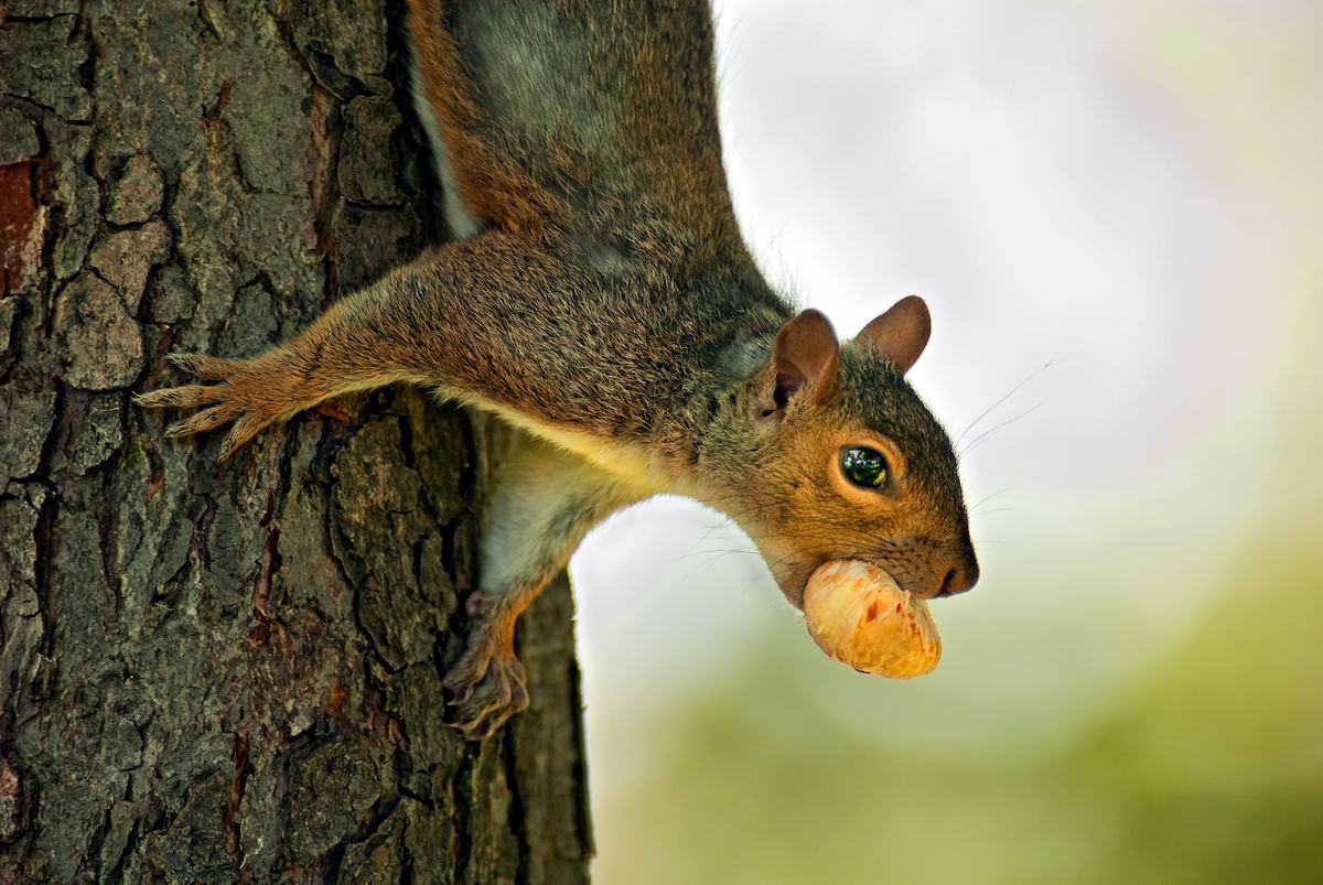 doug up squirrel