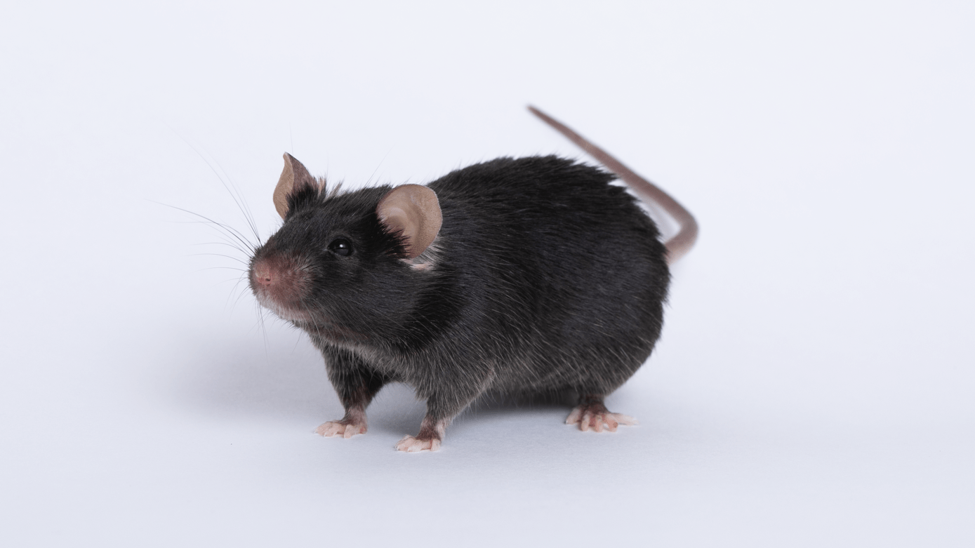 A “more humane” way to kill mice for scientific experiments