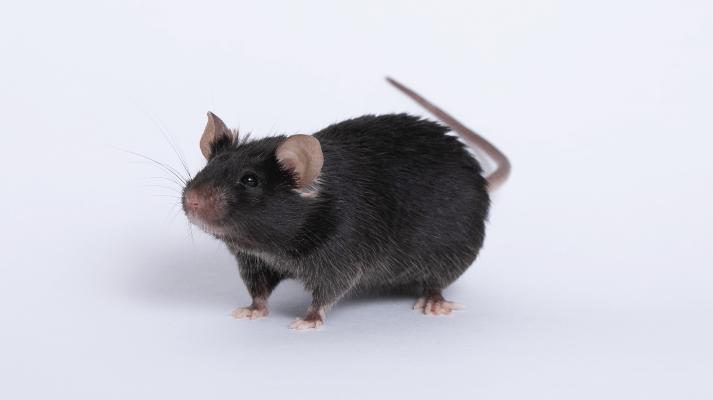 why-are-mice-the-most-frequently-used-lab-animal