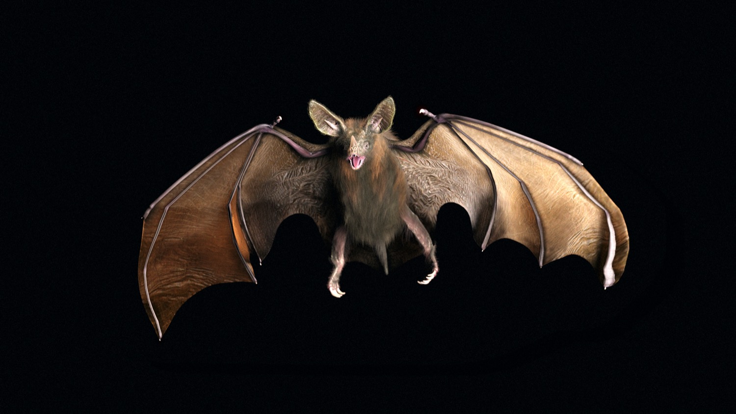 vampire bat wings