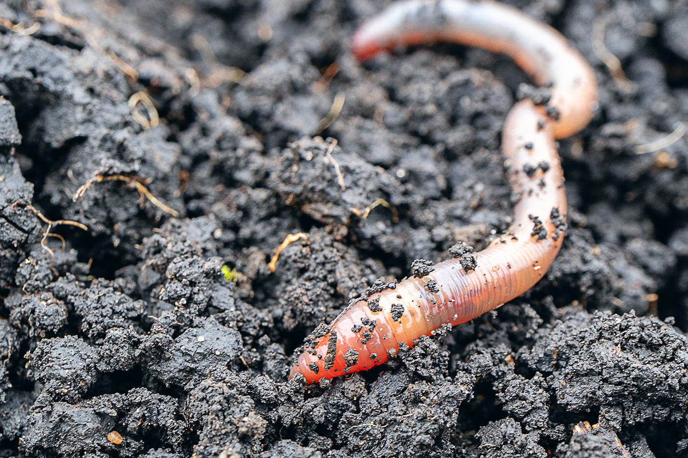 How To Attract Worms To Your Garden And Why You Want To