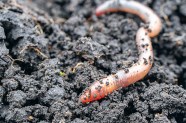 Are Invasive Jumping Worms Taking Over Science Friday