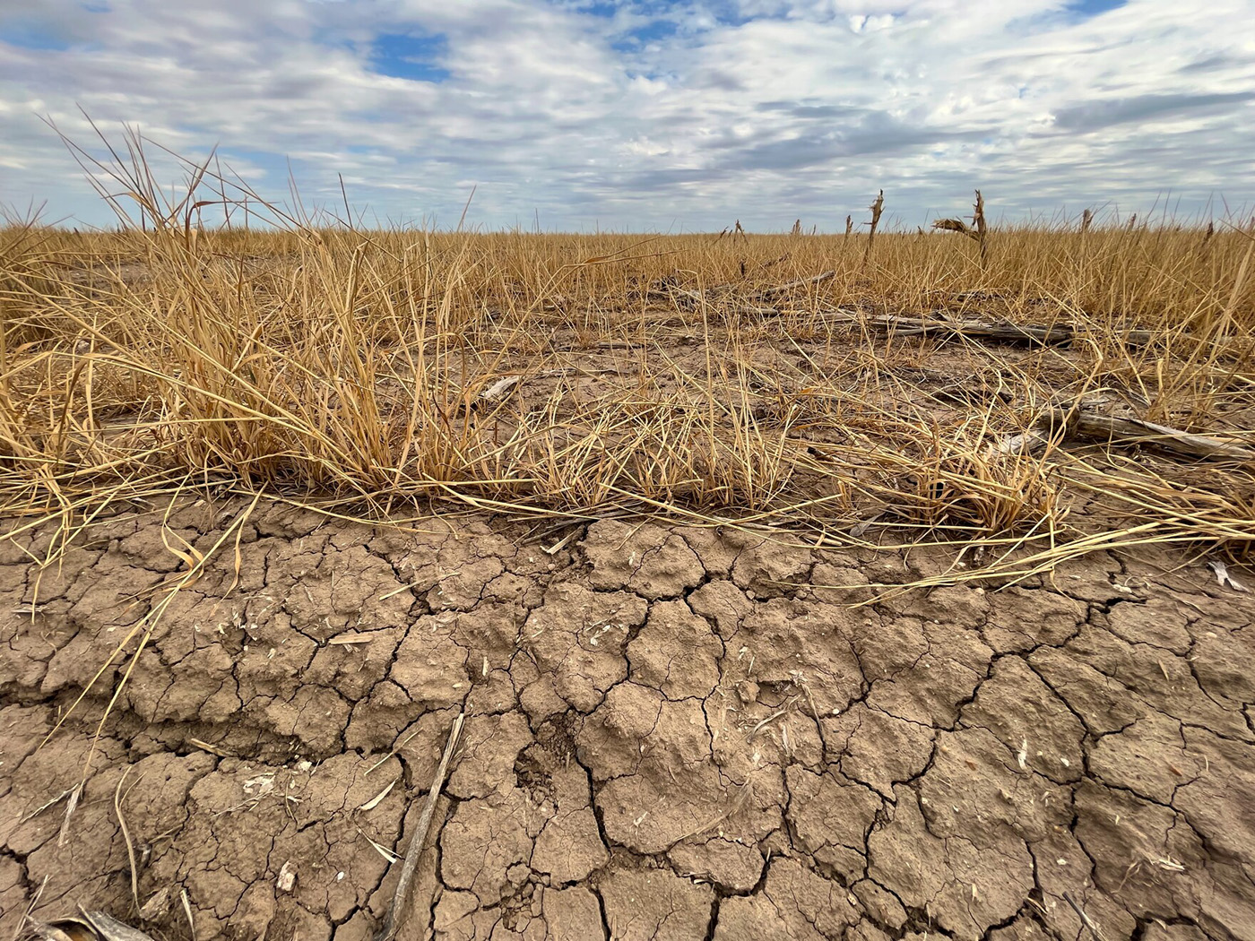 Drought In Western Kansas Exacerbates Global Wheat Shortage