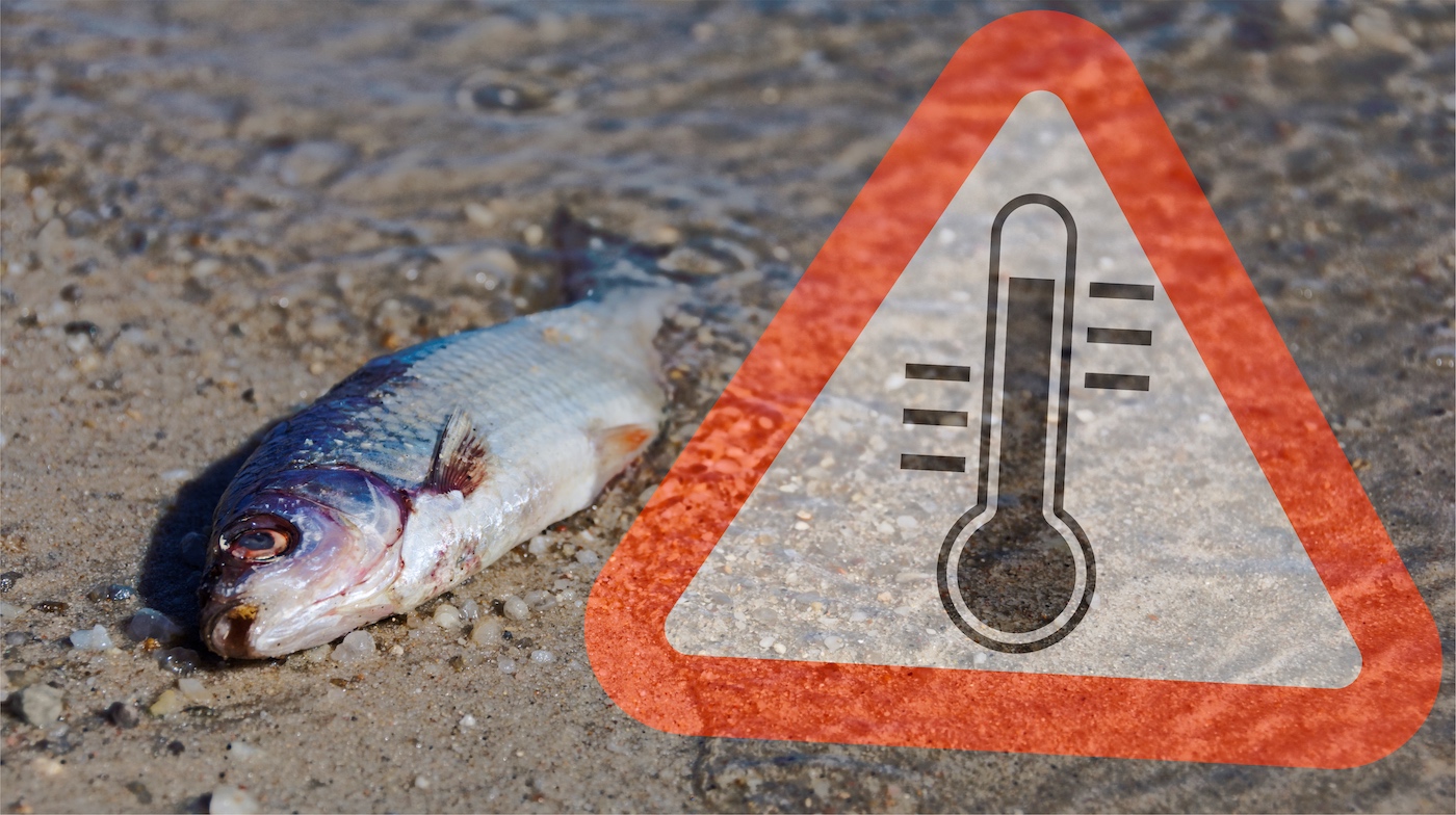 as-temperatures-get-warmer-fish-are-at-risk-science-friday