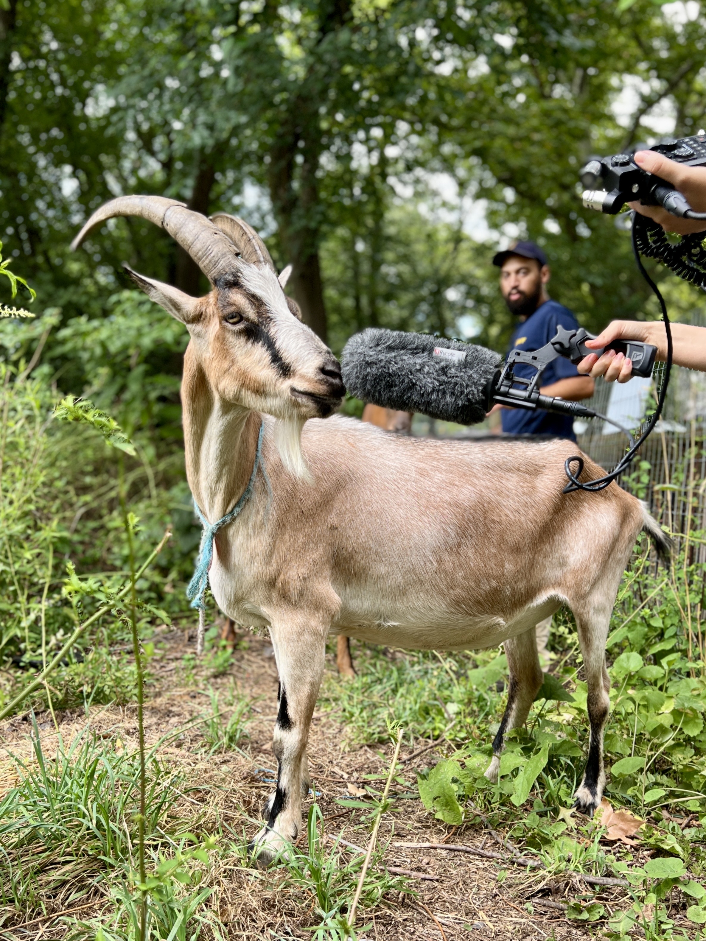 The New G.O.A.T. Of Park Systems Is An Actual Goat