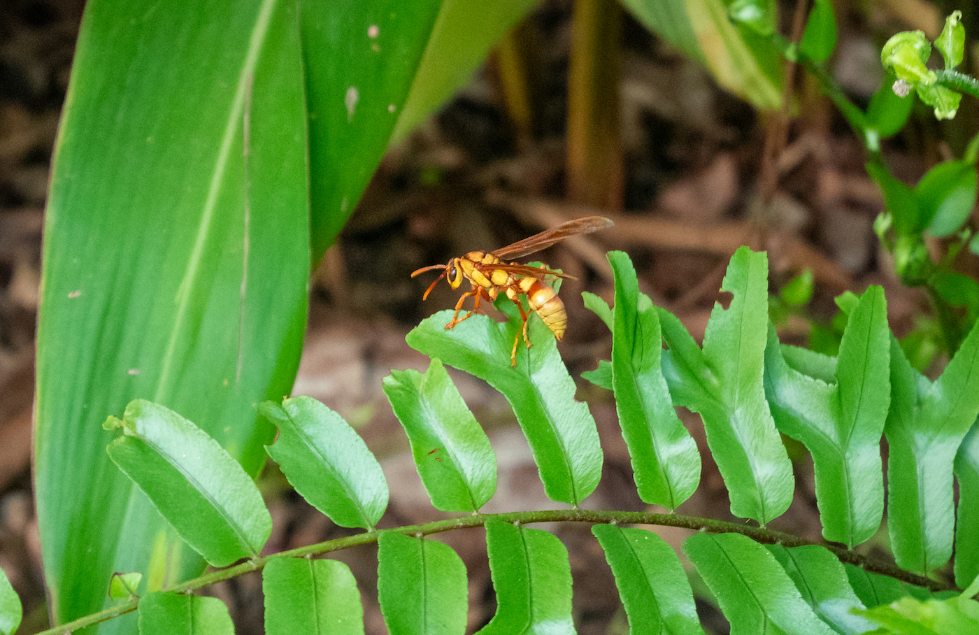 Why You Should Thank Your Local Wasp