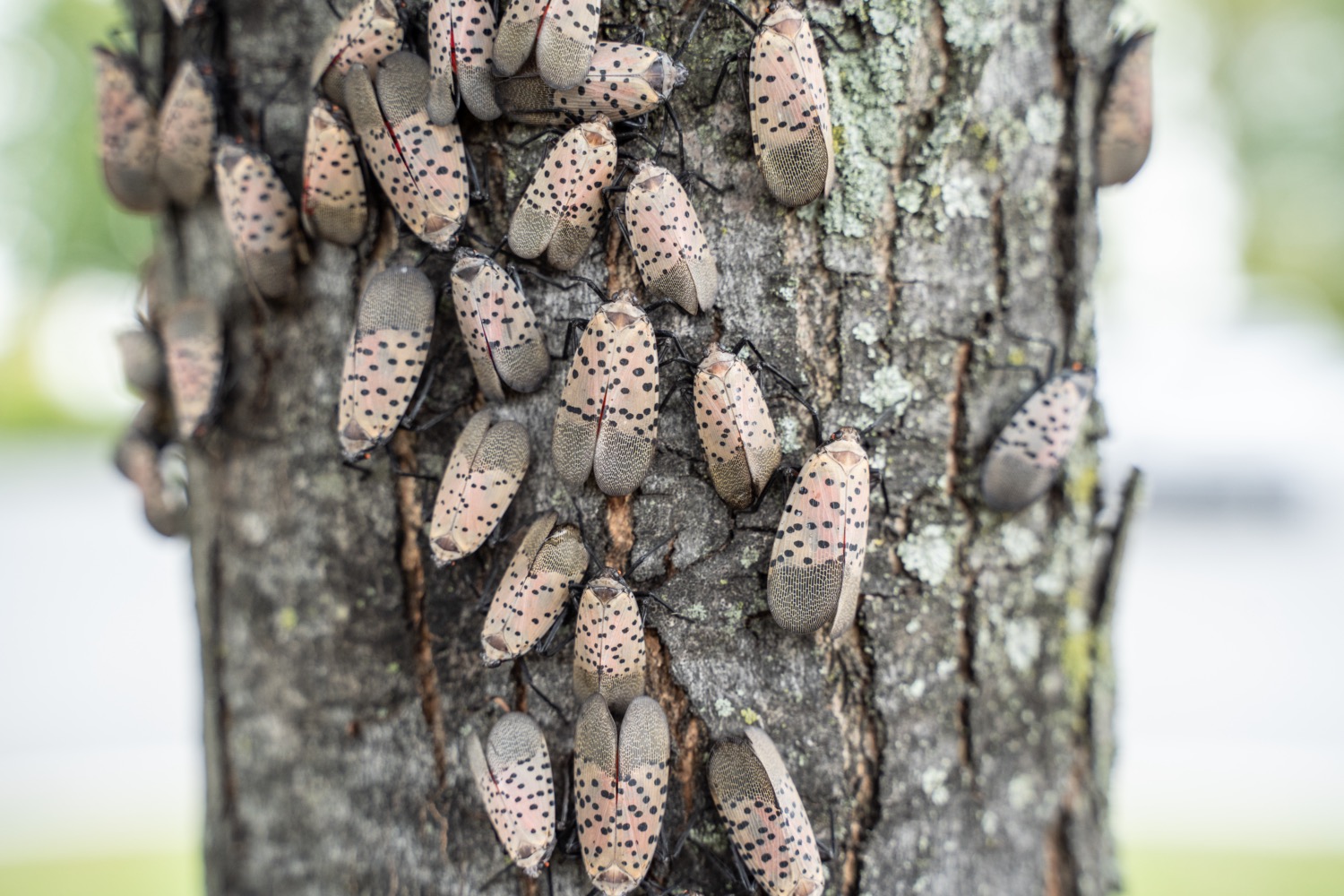 can-lanternflies-excretions-be-used-to-quell-their-spread