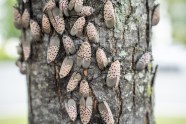 Can Lanternflies Excretions Be Used To Quell Their Spread 