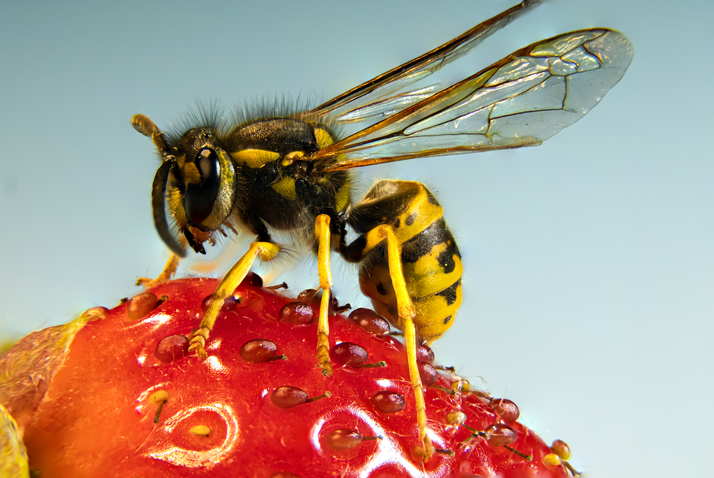 Fig wasp, Life Cycle, Pollination & Adaptations