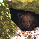 Bears don't get diabetes. Understanding why could some day