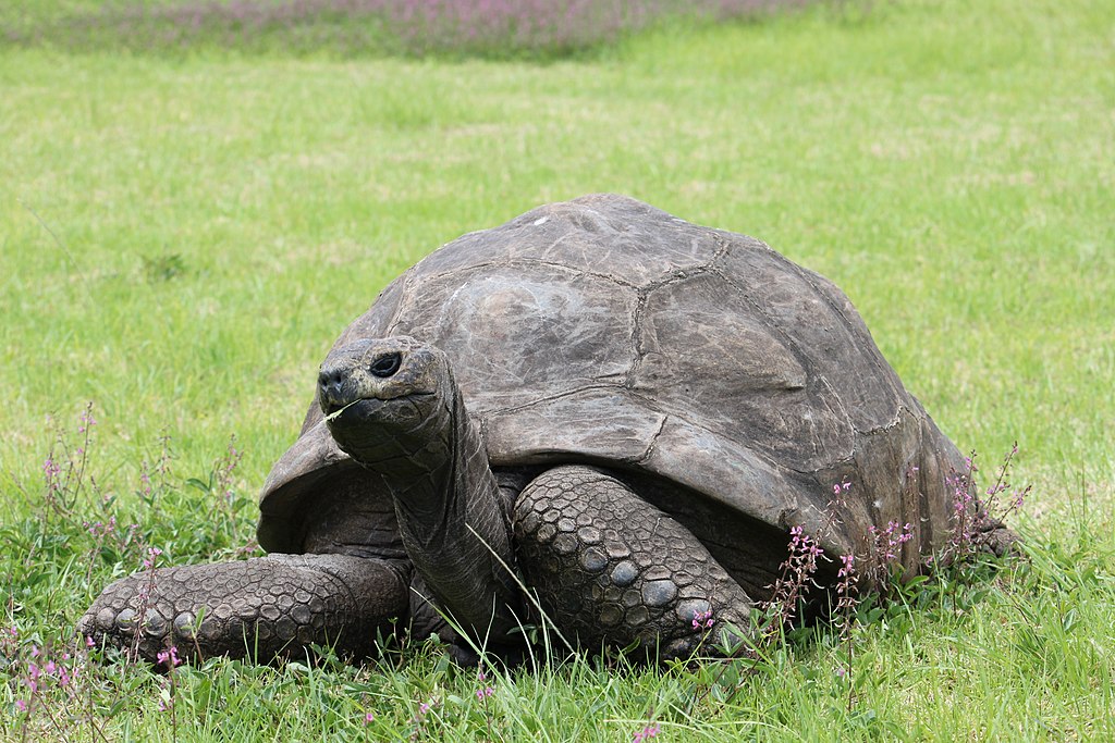 Wish A Happy 190th Birthday To Jonathan The Tortoise