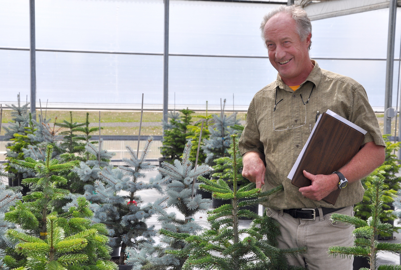 Growing deals christmas trees