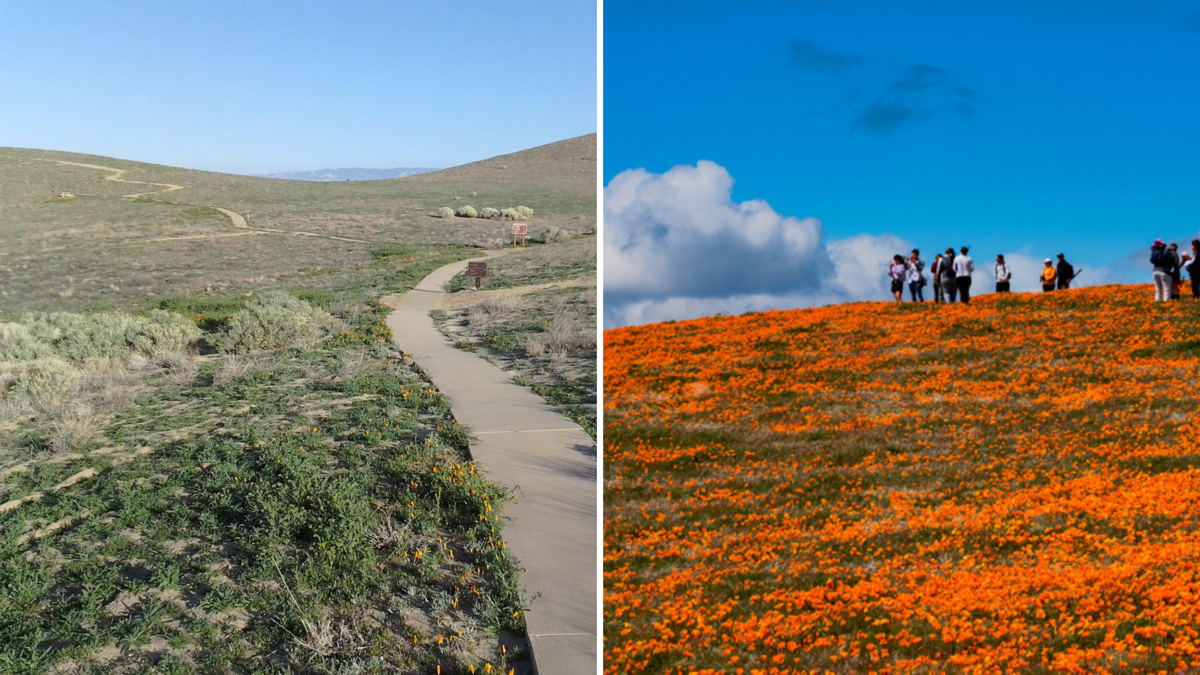 California Super Bloom Has Wildflowers Galore After Heavy Rains