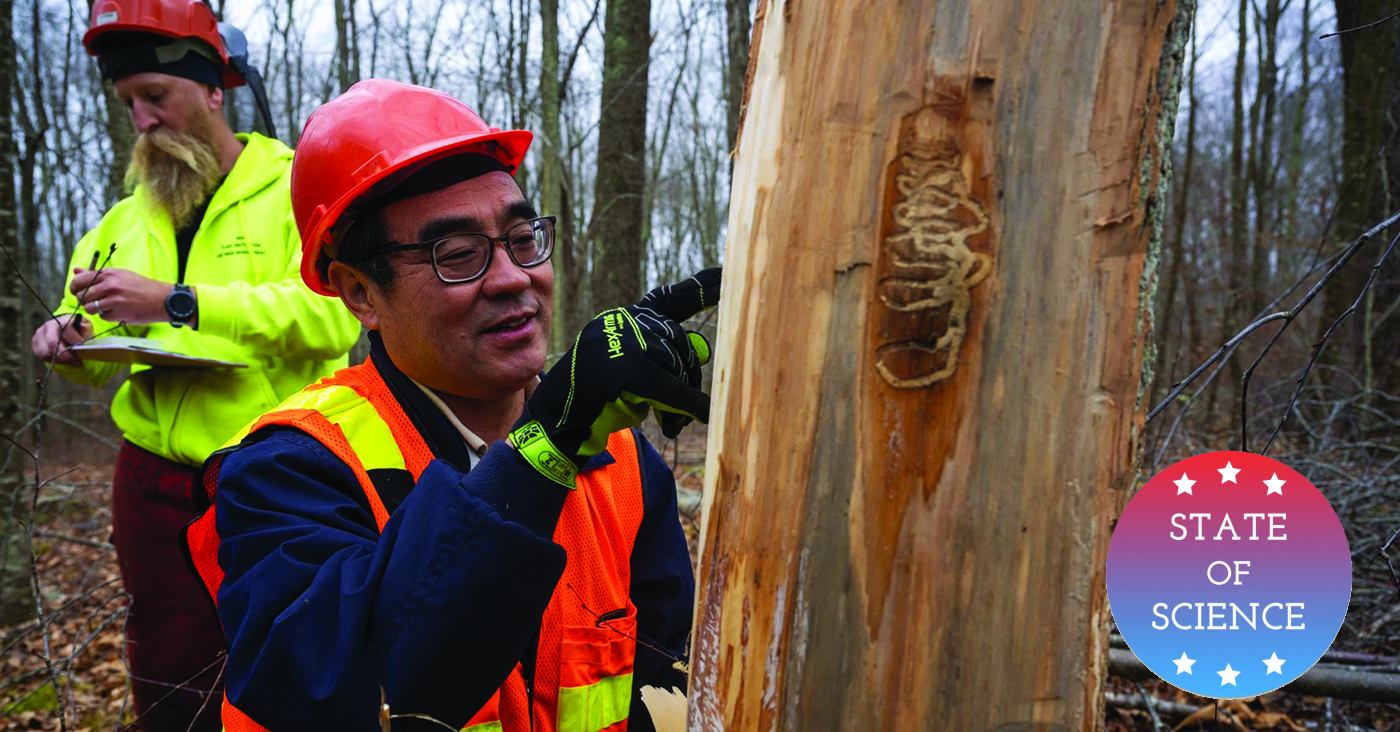 How These Russian Wasps Could Help Save Ash Trees