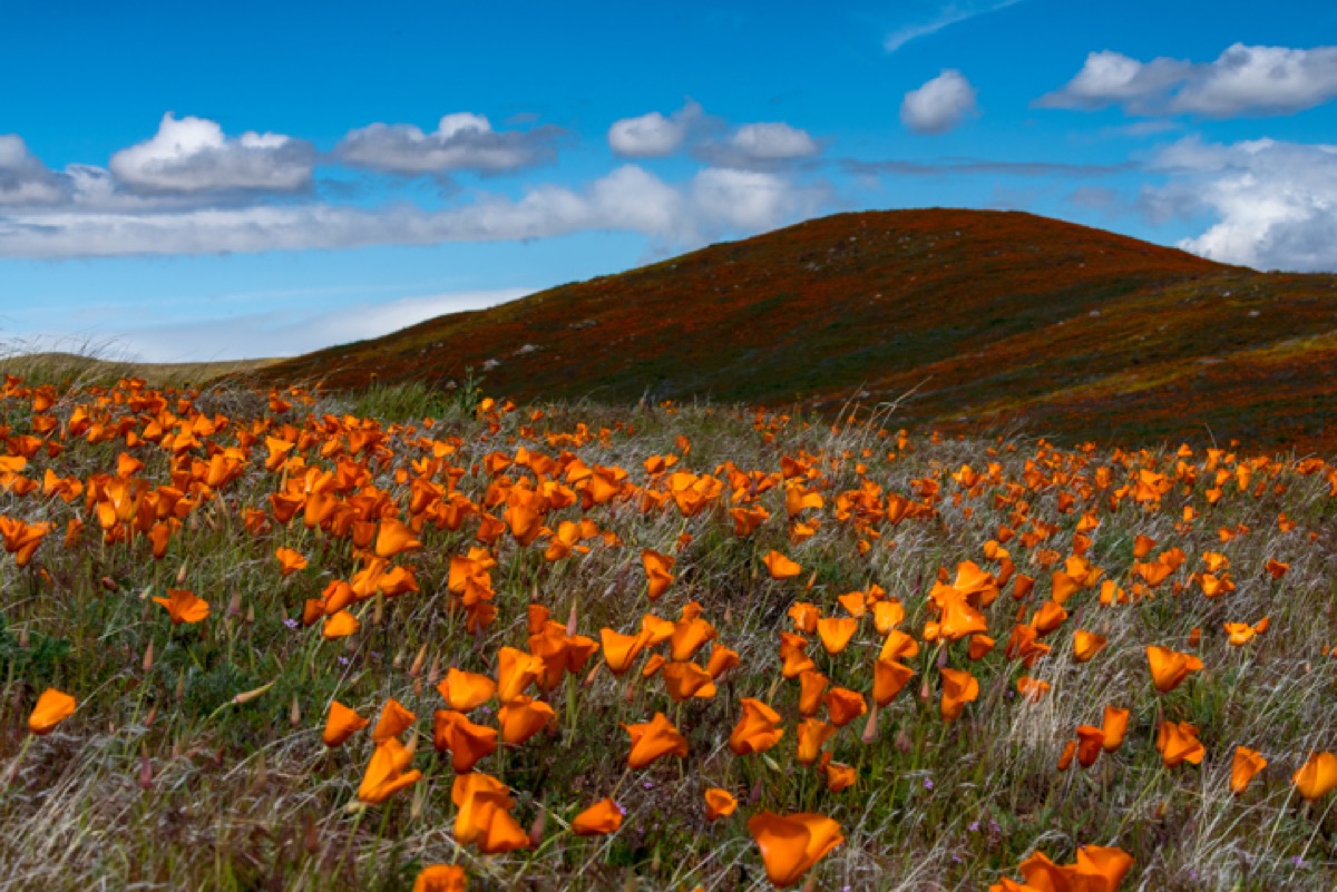 What Makes A Super Bloom So Super? Science Friday