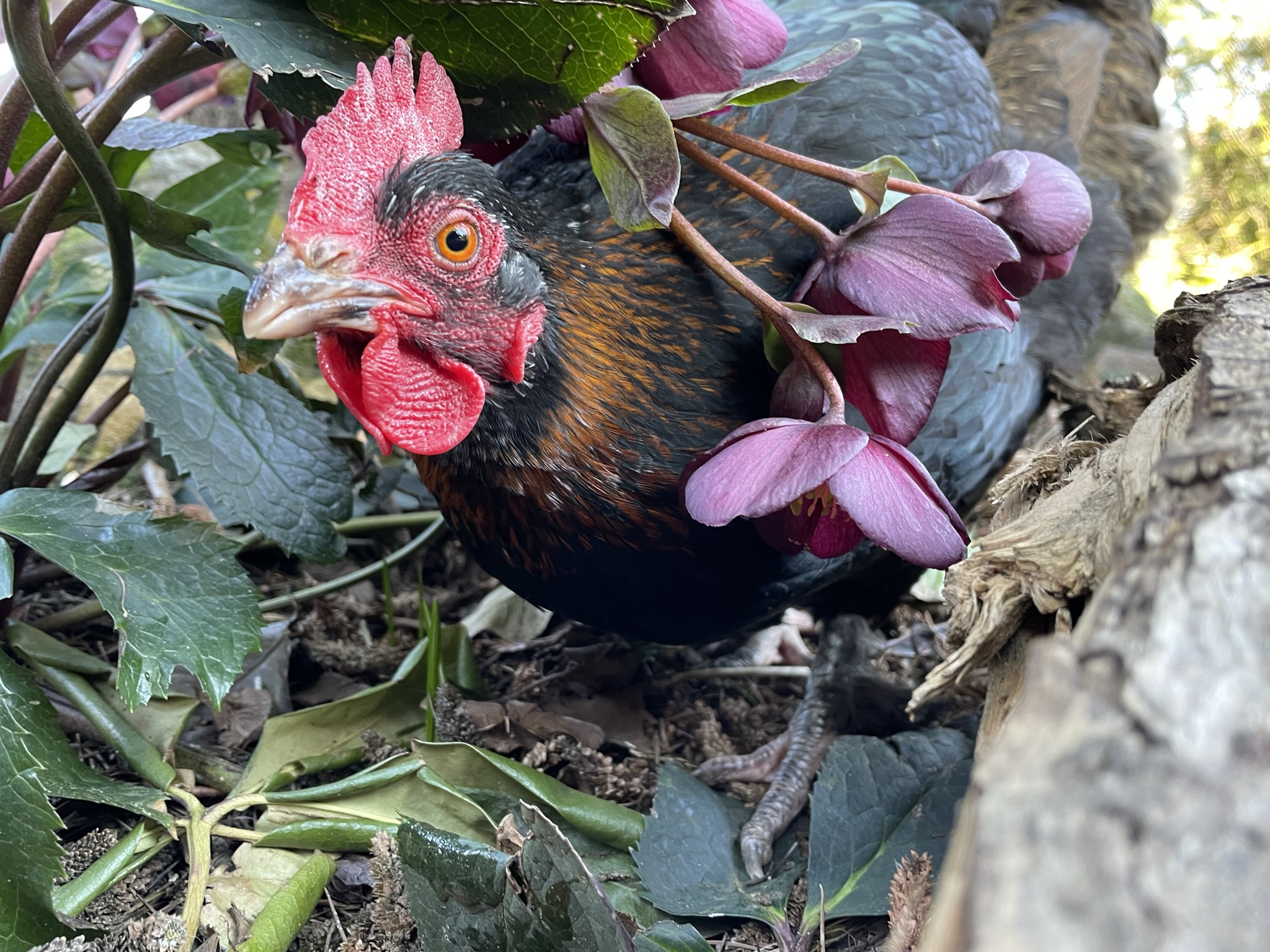 The Surprising Science Of Chickens