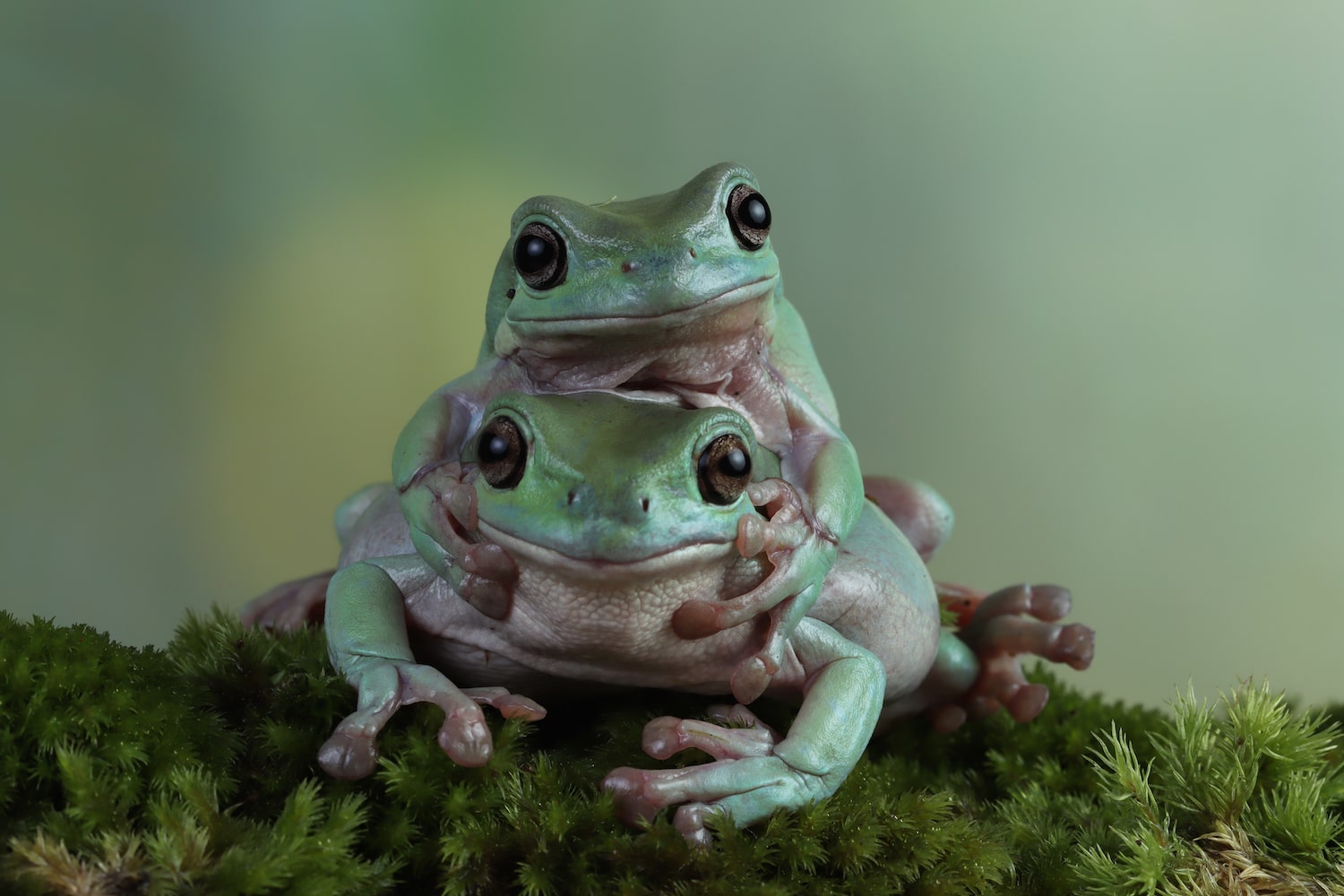 Make It Easier To Be Green. Show Frogs Some Love.
