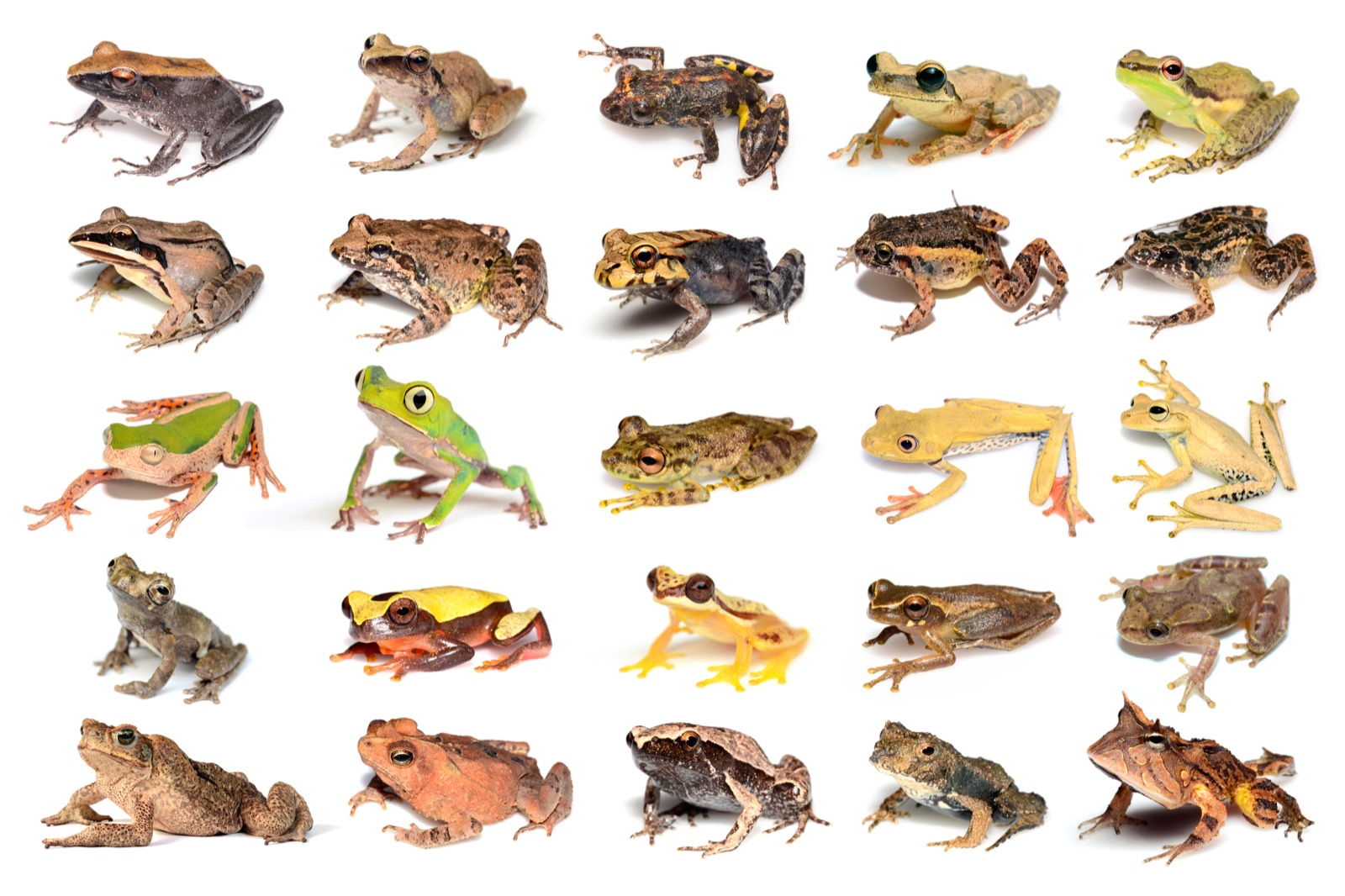basic information on frogs