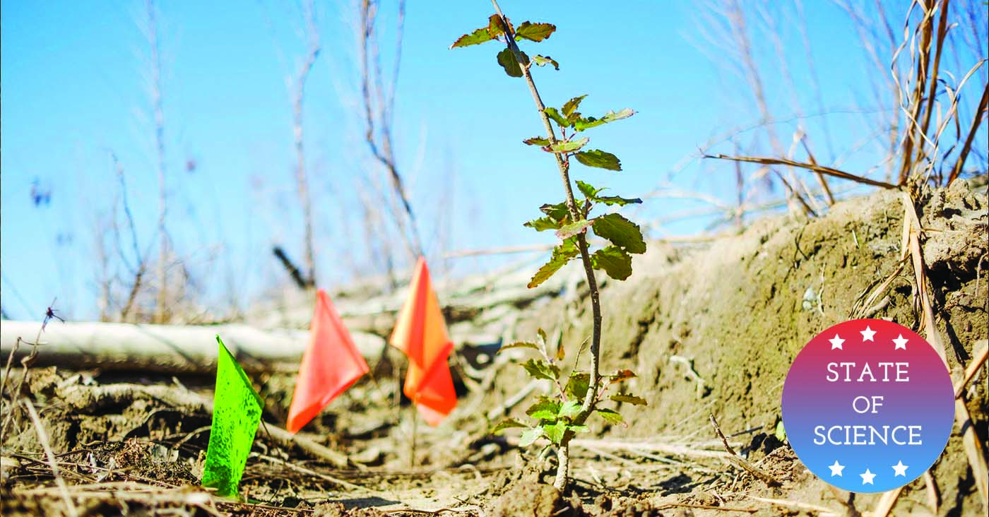 Fighting Climate Change With Genetically Modified Trees