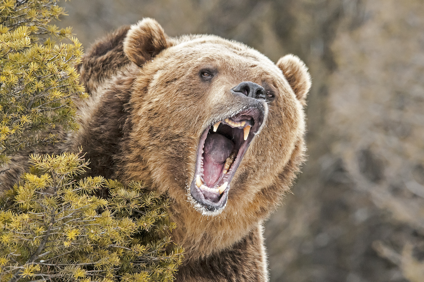 roaring grizzly bear