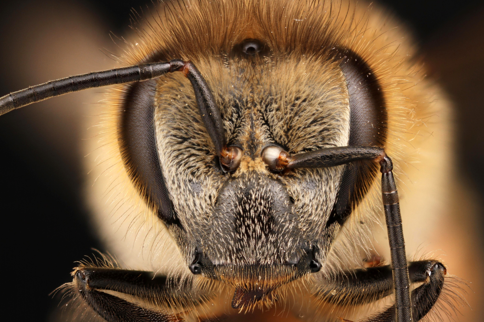 Bumblebees have an incredible sense of smell to find their way