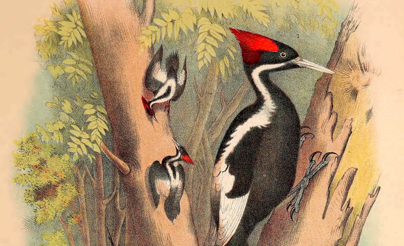 Why The IvoryBilled Woodpecker Is Still Raising Questions