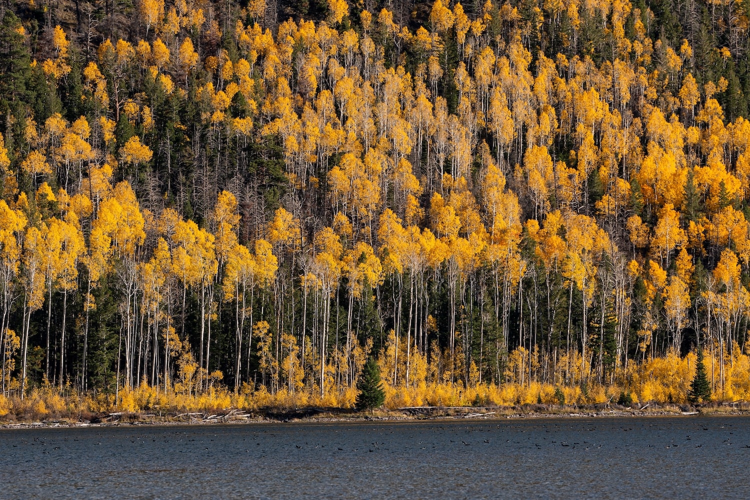 The Sweet Song Of The Pando The Largest Tree On Earth